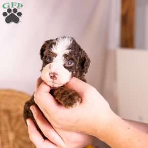 Hawk, Bernedoodle Puppy